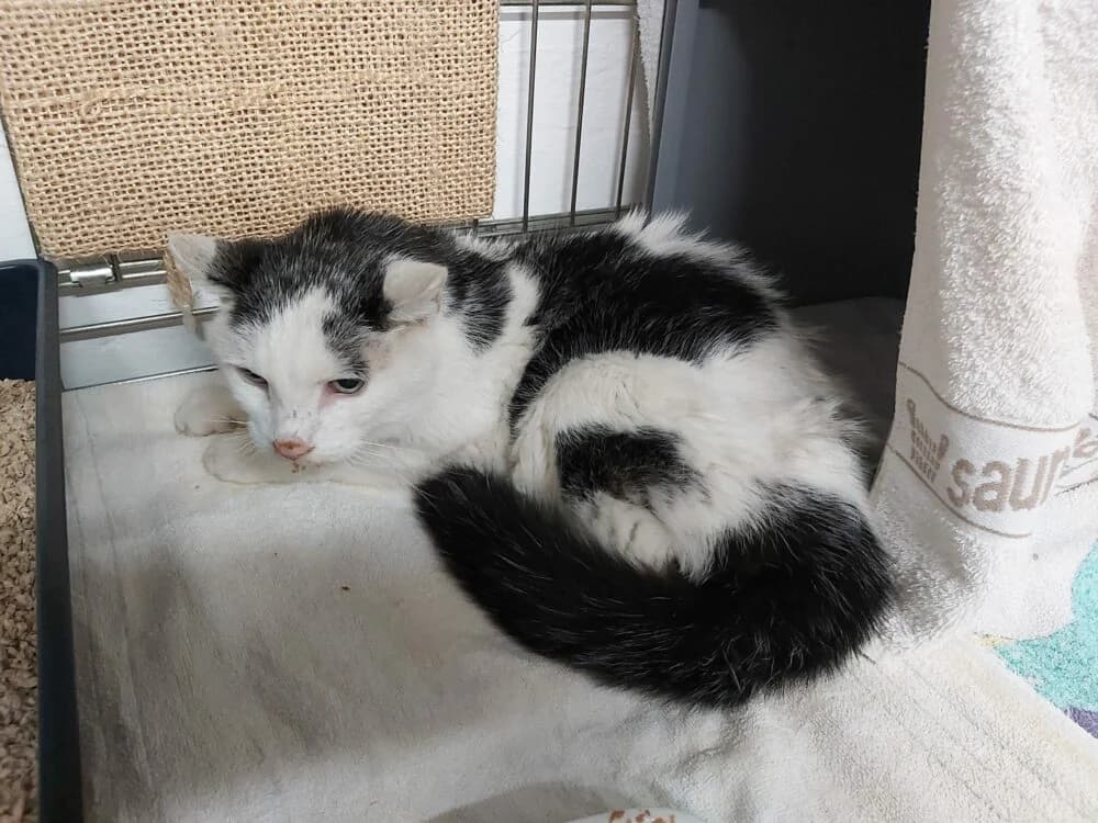Flecki – die Geschichte einer Fundkatze, male Mixed Breed for adoption at Tierschutzverein Büdingen e.V., Ortenberg