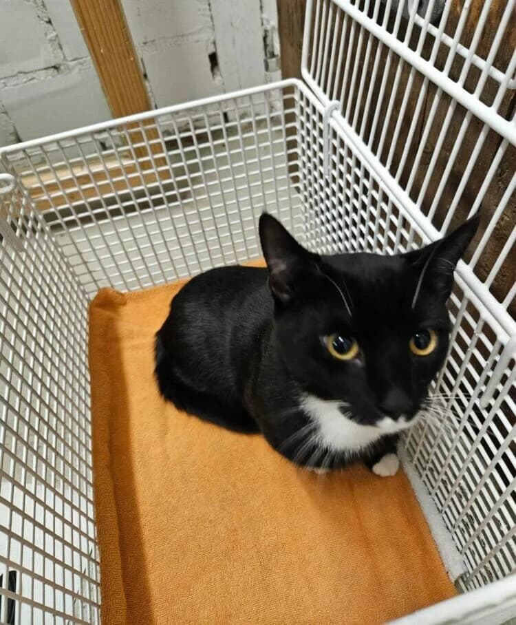 Kater wurde in Büdingen – Düdelsheim ausgesetzt, male Mixed Breed for adoption at Tierschutzverein Büdingen e.V., Ortenberg