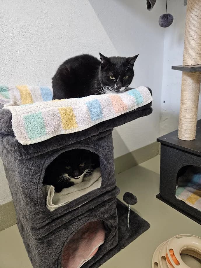 Susi ♀ und Strolch ♀, 5yo Mixed Breed for adoption at Tierschutzverein Büdingen e.V., Ortenberg