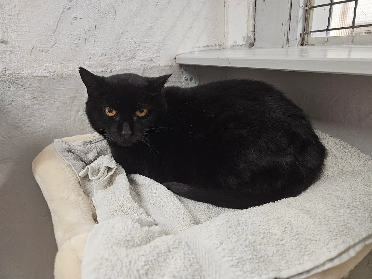 Dickmadam ♀, Mixed Breed for adoption at Tierschutzverein Büdingen e.V., Ortenberg