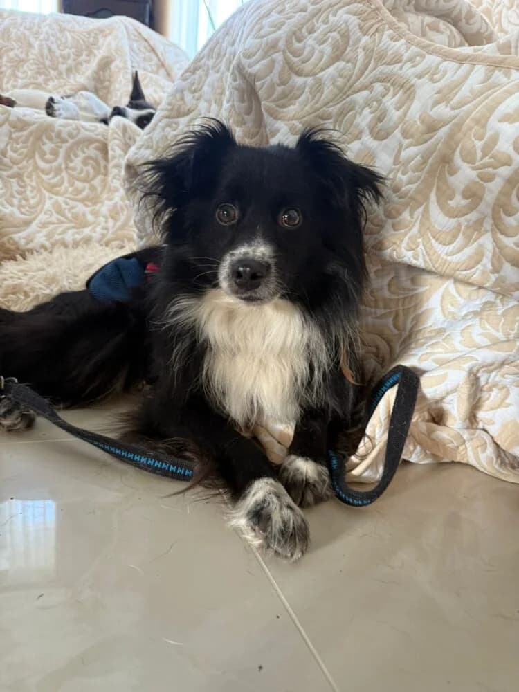 Sami ♂, male Mixed Breed for adoption at Tierschutzverein Büdingen e.V., Ortenberg