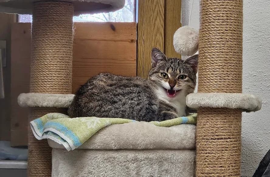 Alena ♀, Mixed Breed for adoption at Tierschutzverein Büdingen e.V., Ortenberg