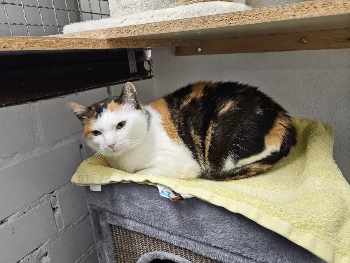 Lilly ♀, Mixed Breed for adoption at Tierschutzverein Büdingen e.V., Ortenberg