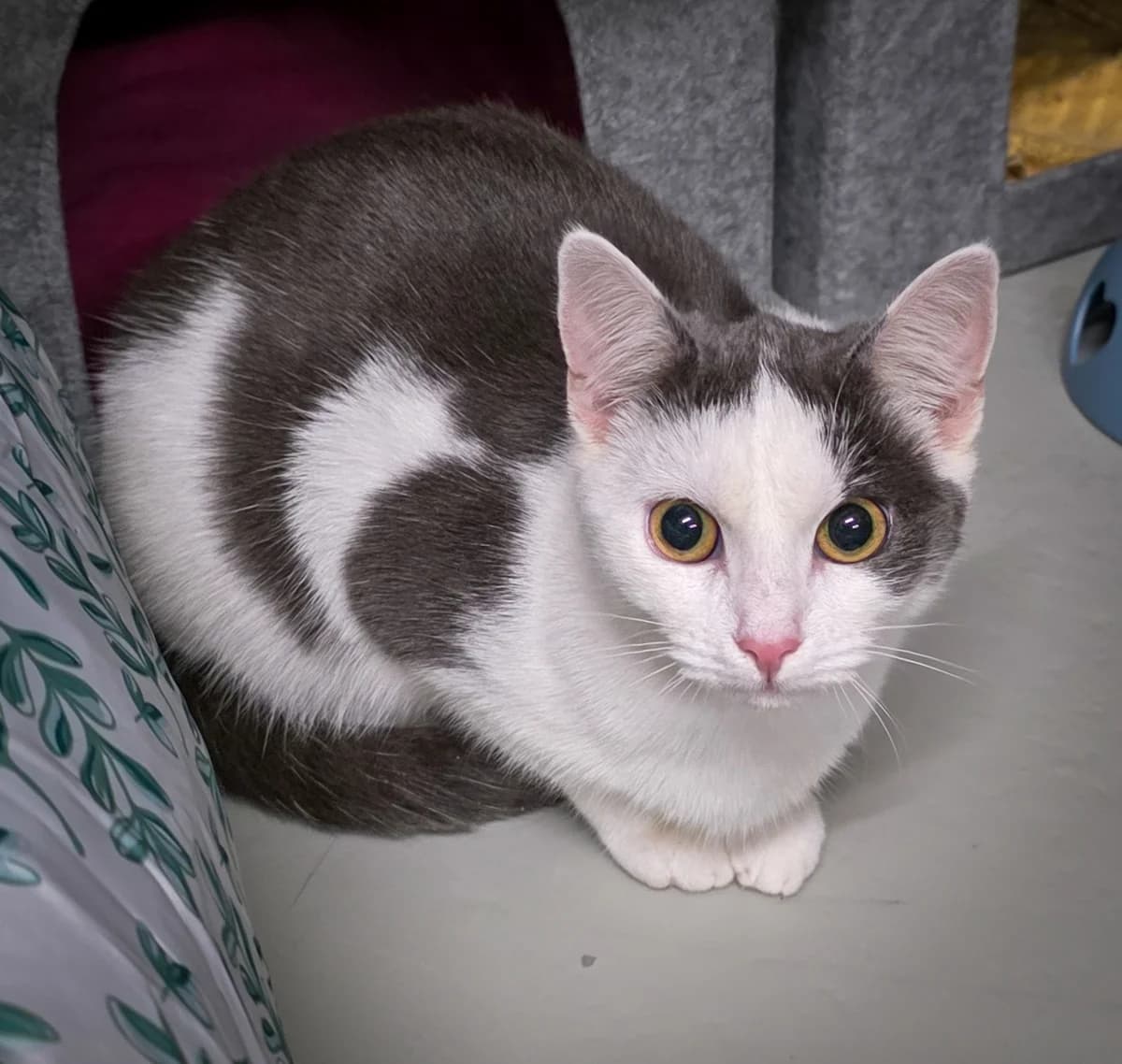 Kandis ♀, 3yo Mixed Breed for adoption at Tierschutzverein Büdingen e.V., Ortenberg