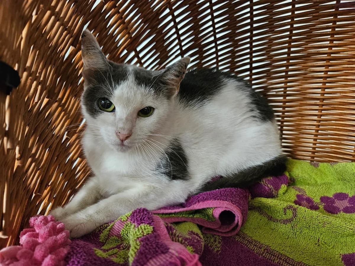 Kluntje ♀, senior Mixed Breed for adoption at Tierschutzverein Büdingen e.V., Ortenberg