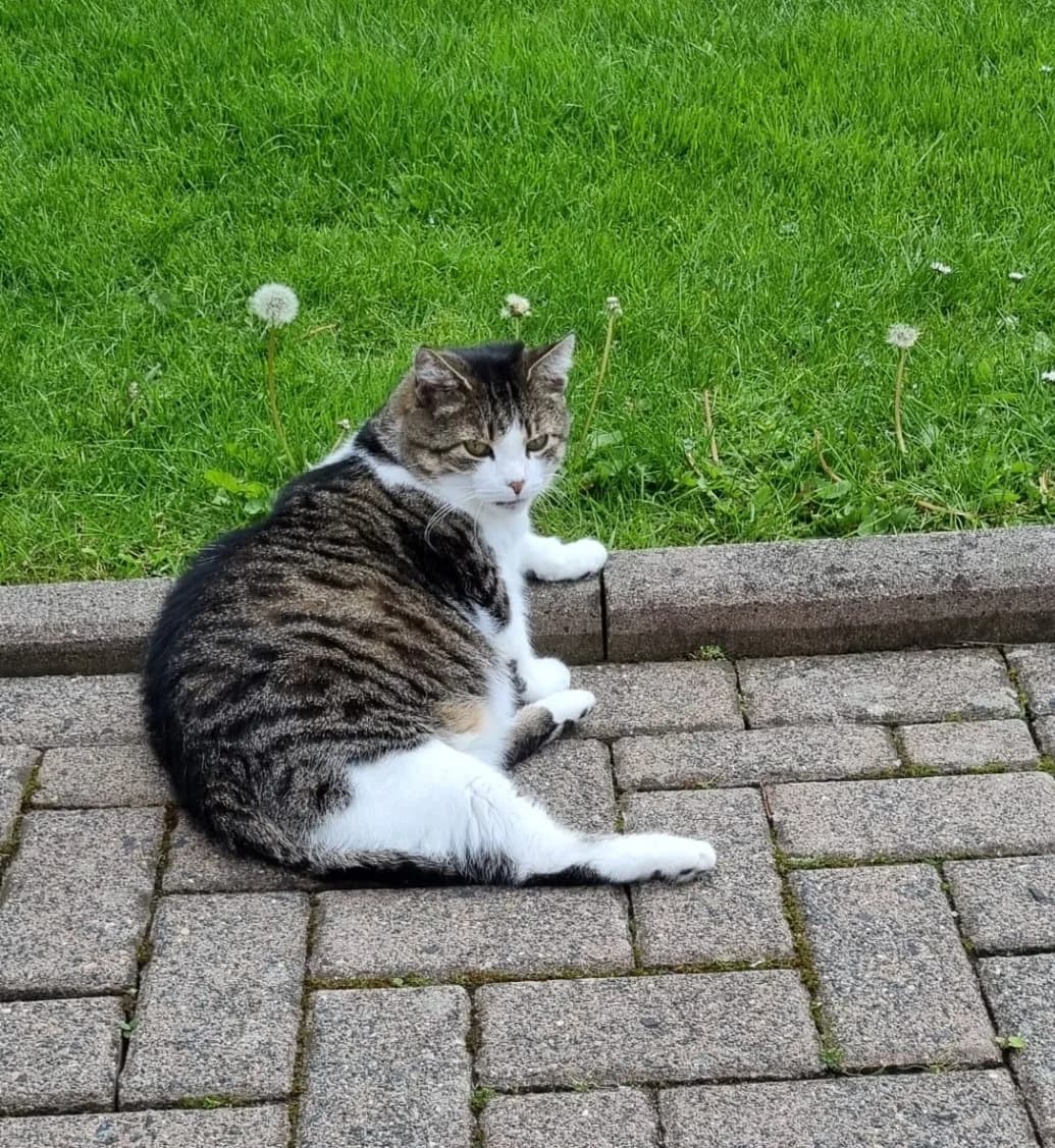 Pünktchen ♀ –, senior Mixed Breed for adoption at Tierschutzverein Büdingen e.V., Ortenberg