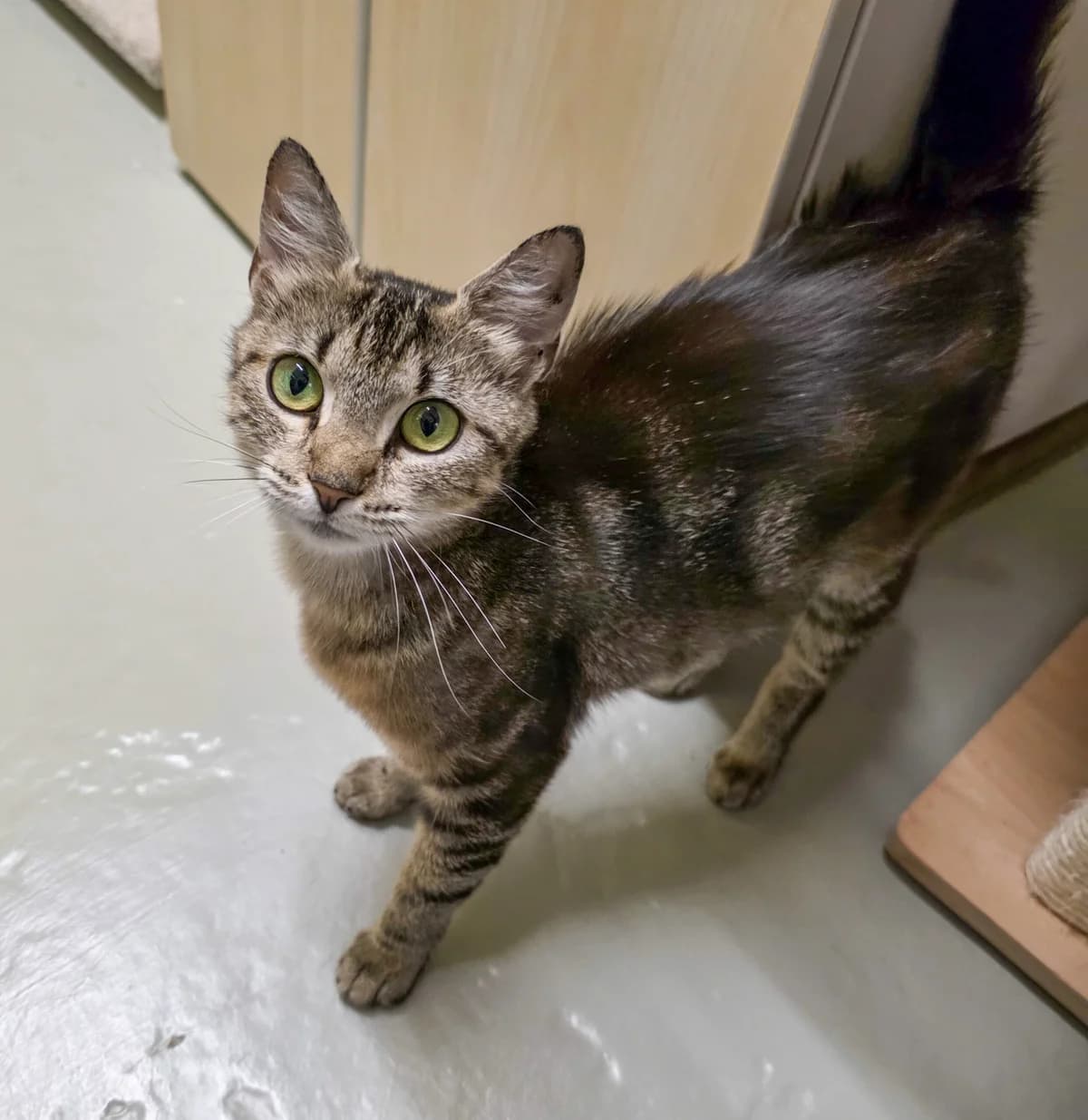 Tally ♀, male 5yo Mixed Breed for adoption at Tierschutzverein Büdingen e.V., Ortenberg