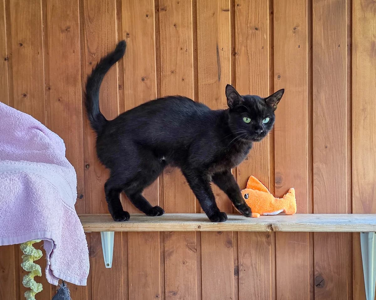 Tara ♀, 5yo Mixed Breed for adoption at Tierschutzverein Büdingen e.V., Ortenberg