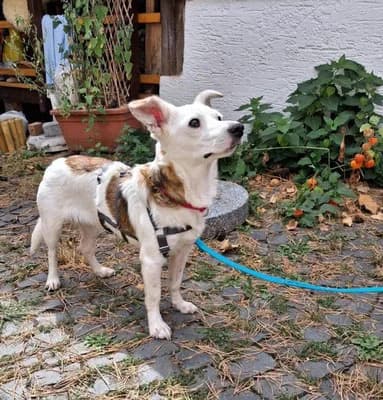 Aviva ♀, female 3yo Mixed Breed for adoption at Tierschutzverein Büdingen e.V., Ortenberg