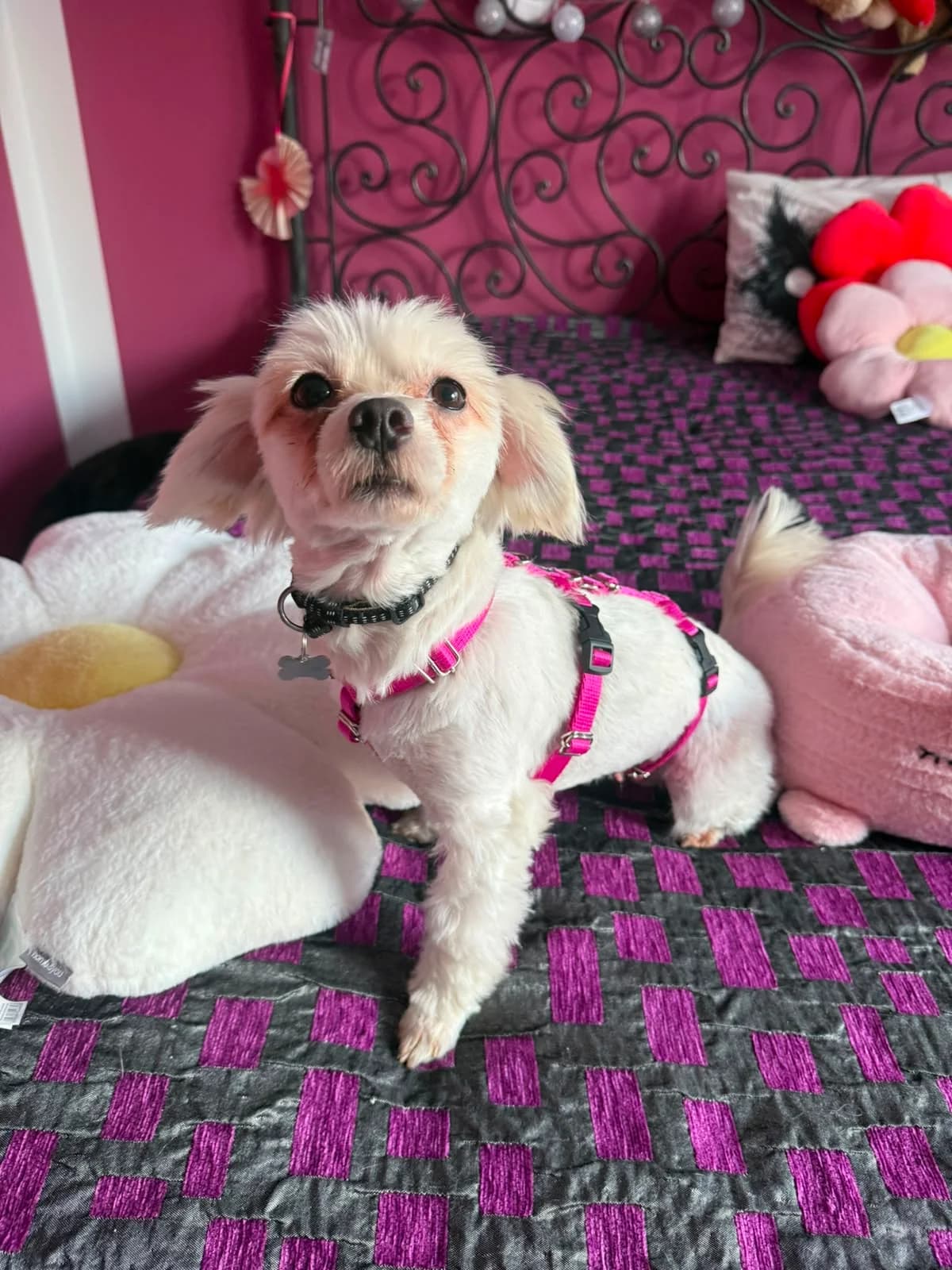 Aria ♀, female Maltese for adoption at Tierschutzverein Büdingen e.V., Ortenberg