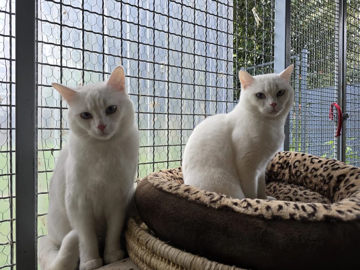 Amer und Simo, male Mixed Breed for adoption at Tierschutzverein Buxtehude, Buxtehude