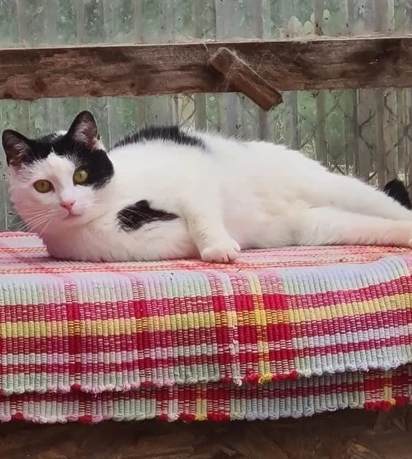 Eddie, male Mixed Breed for adoption at Tierschutzverein Buxtehude, Buxtehude