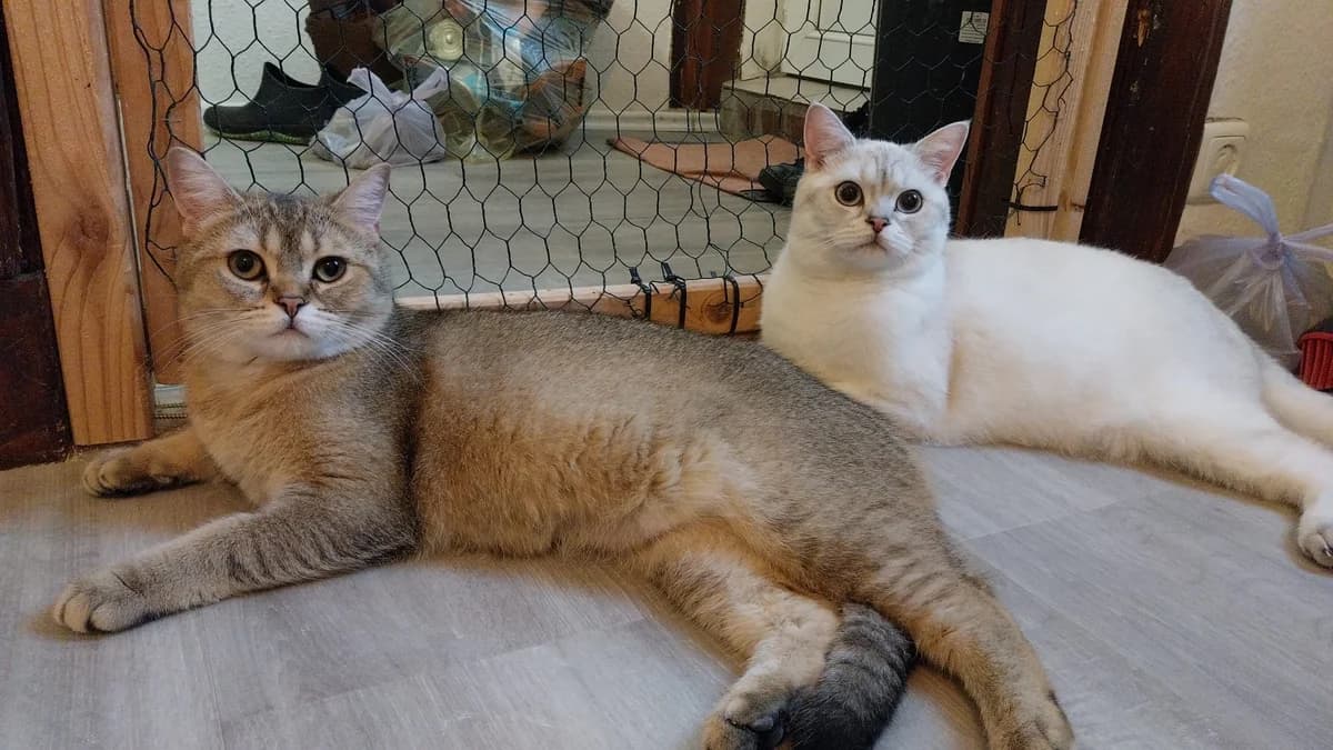 Hummel und Flippi, male Mixed Breed for adoption at Tierschutzverein Buxtehude, Buxtehude