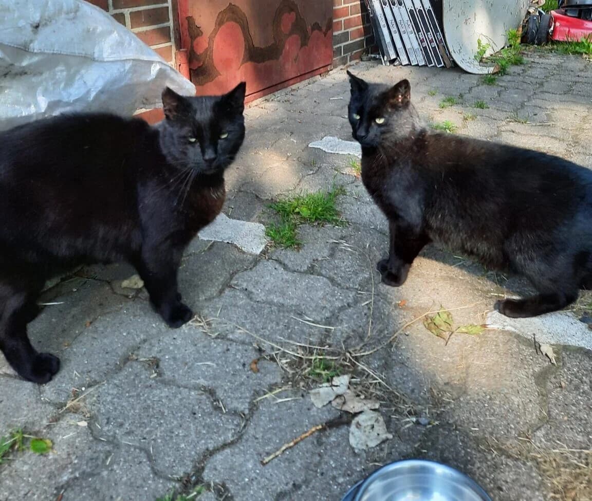Peter und Anouk, male senior Mixed Breed for adoption at Tierschutzverein Buxtehude, Buxtehude