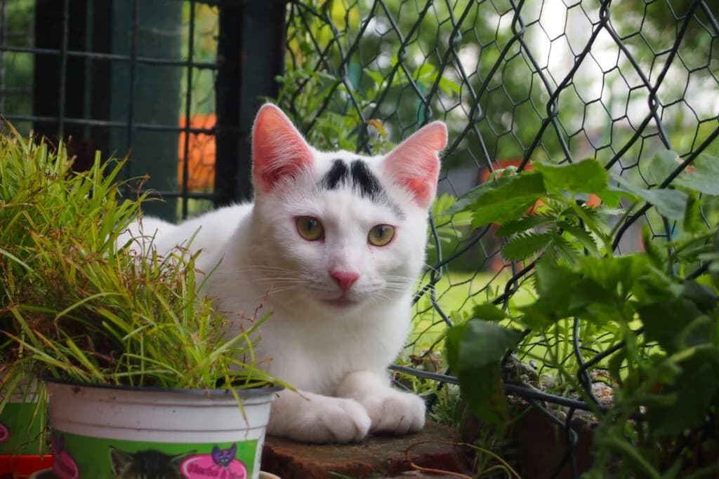 Piet und Piefke, male Mixed Breed for adoption at Tierschutzverein Buxtehude, Buxtehude