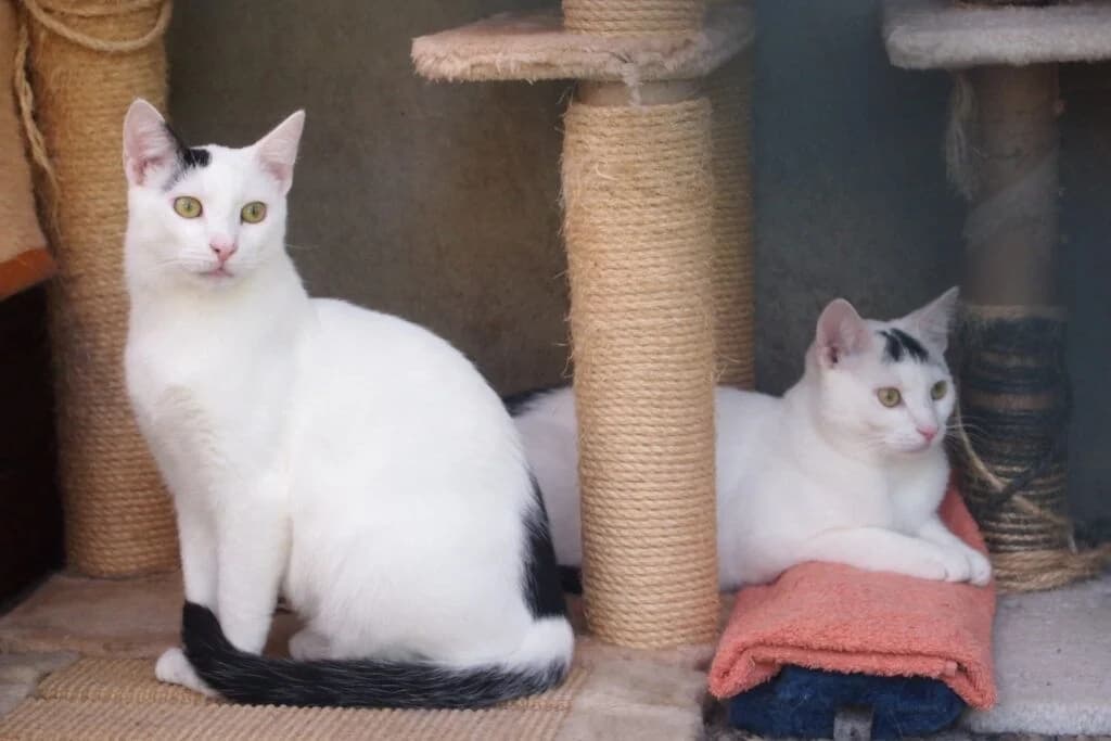 Piet und Piefke, male Mixed Breed for adoption at Tierschutzverein Buxtehude, Buxtehude