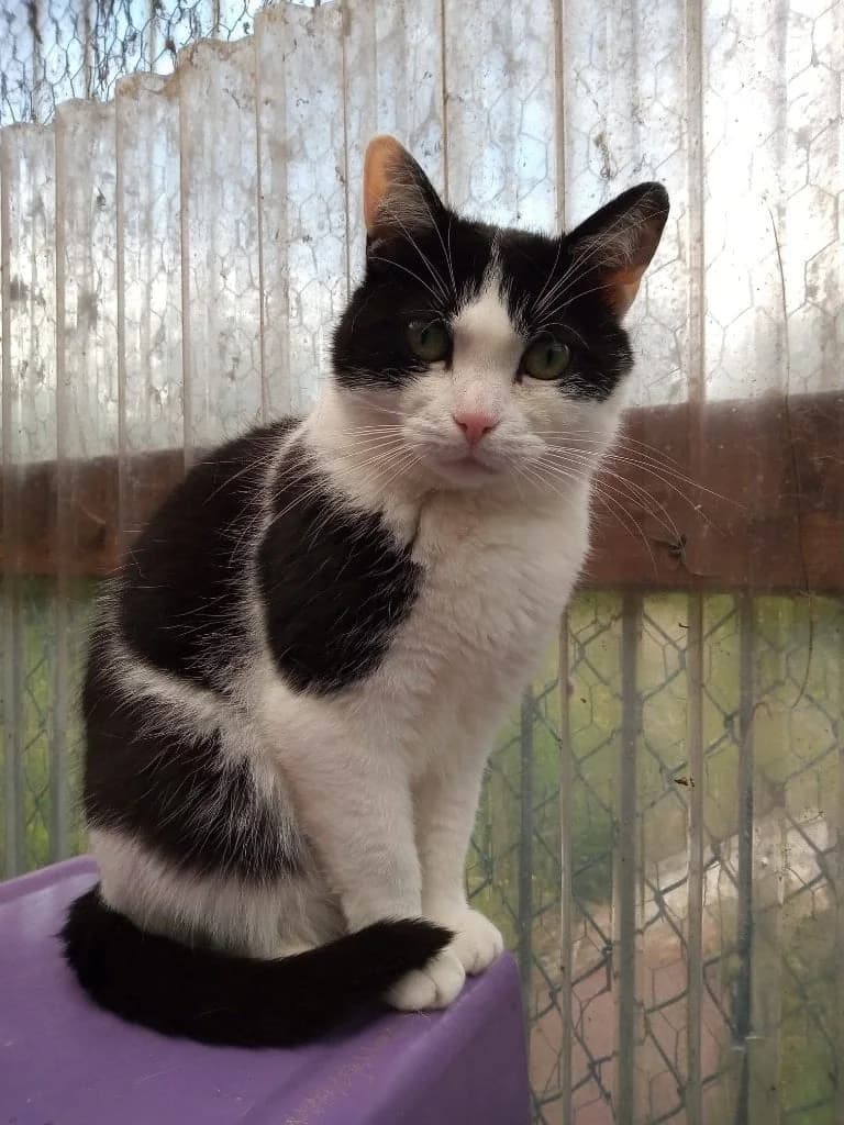 Mama Bolli, male 5yo Mixed Breed for adoption at Tierschutzverein Buxtehude, Buxtehude