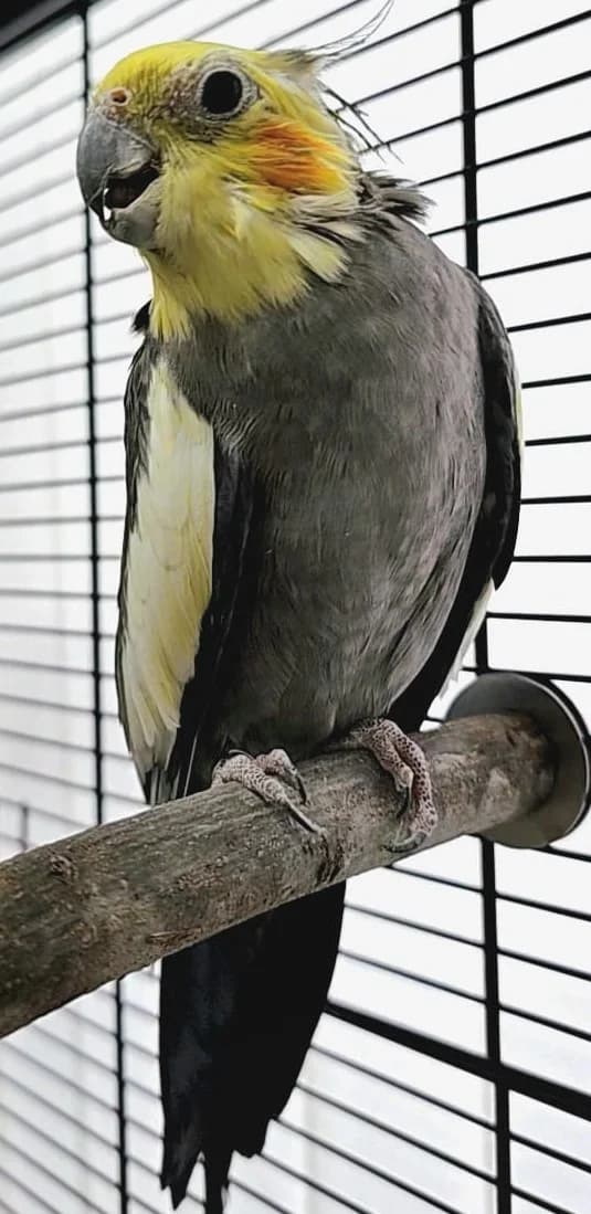 Fridolin, grau male Mixed Breed for adoption at Tierschutzverein Datteln e.V.
