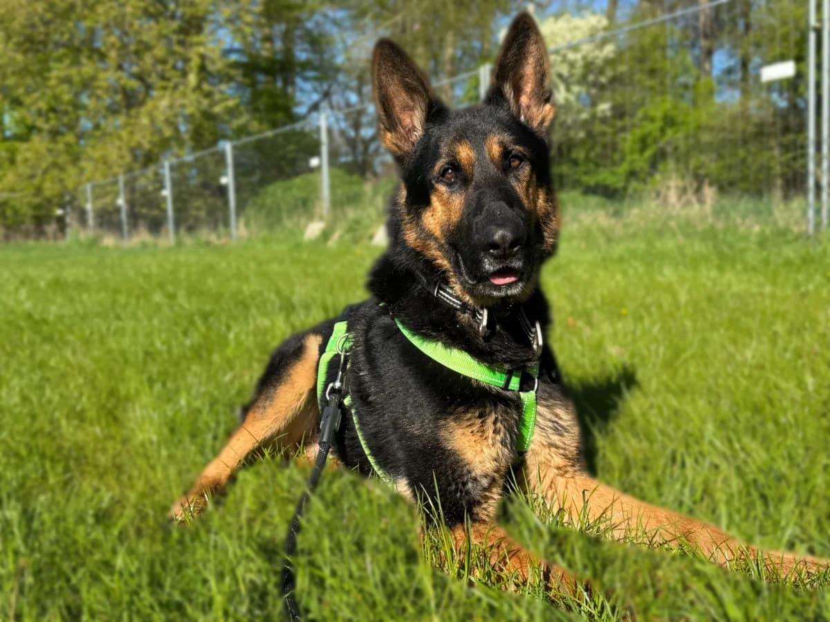 Schröder, male German Shepherd for adoption at Tierschutzverein Delmenhorst, Delmenhorst