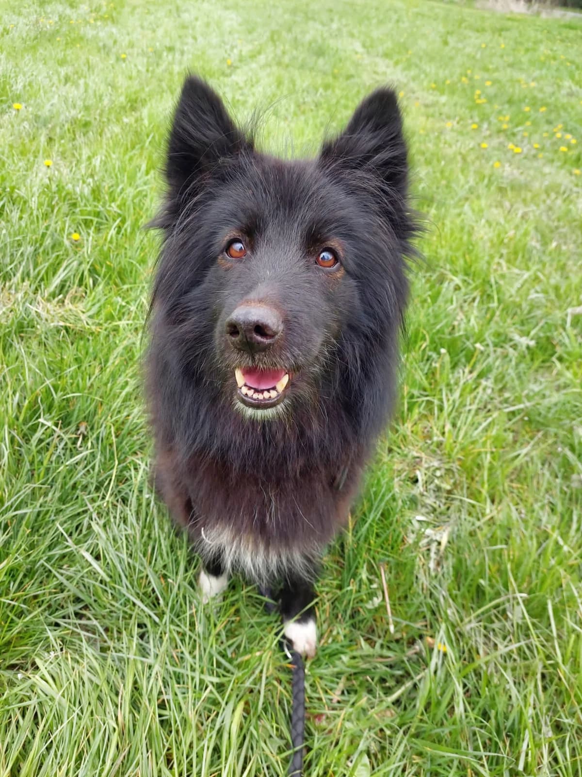 Shelly, female German Shepherd for adoption at Tierschutzverein Delmenhorst, Delmenhorst