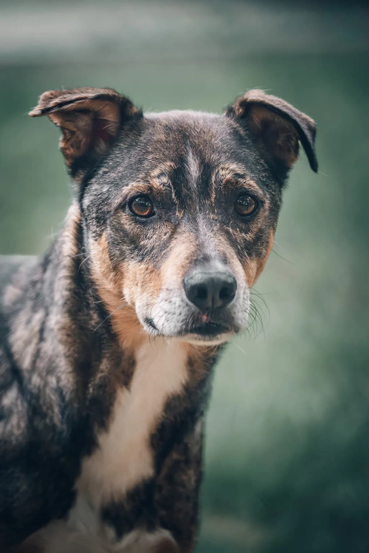 Flash, braun-schwarz-weiss male senior Mixed Breed for adoption at Tierschutzverein Diez, Diez
