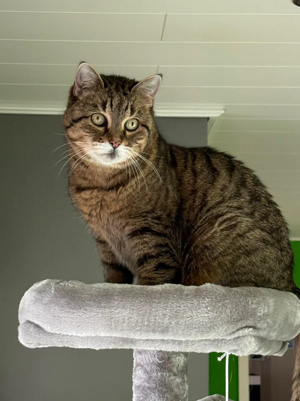 Mila, female senior European Shorthair for adoption at Tierschutzverein Diez, Diez