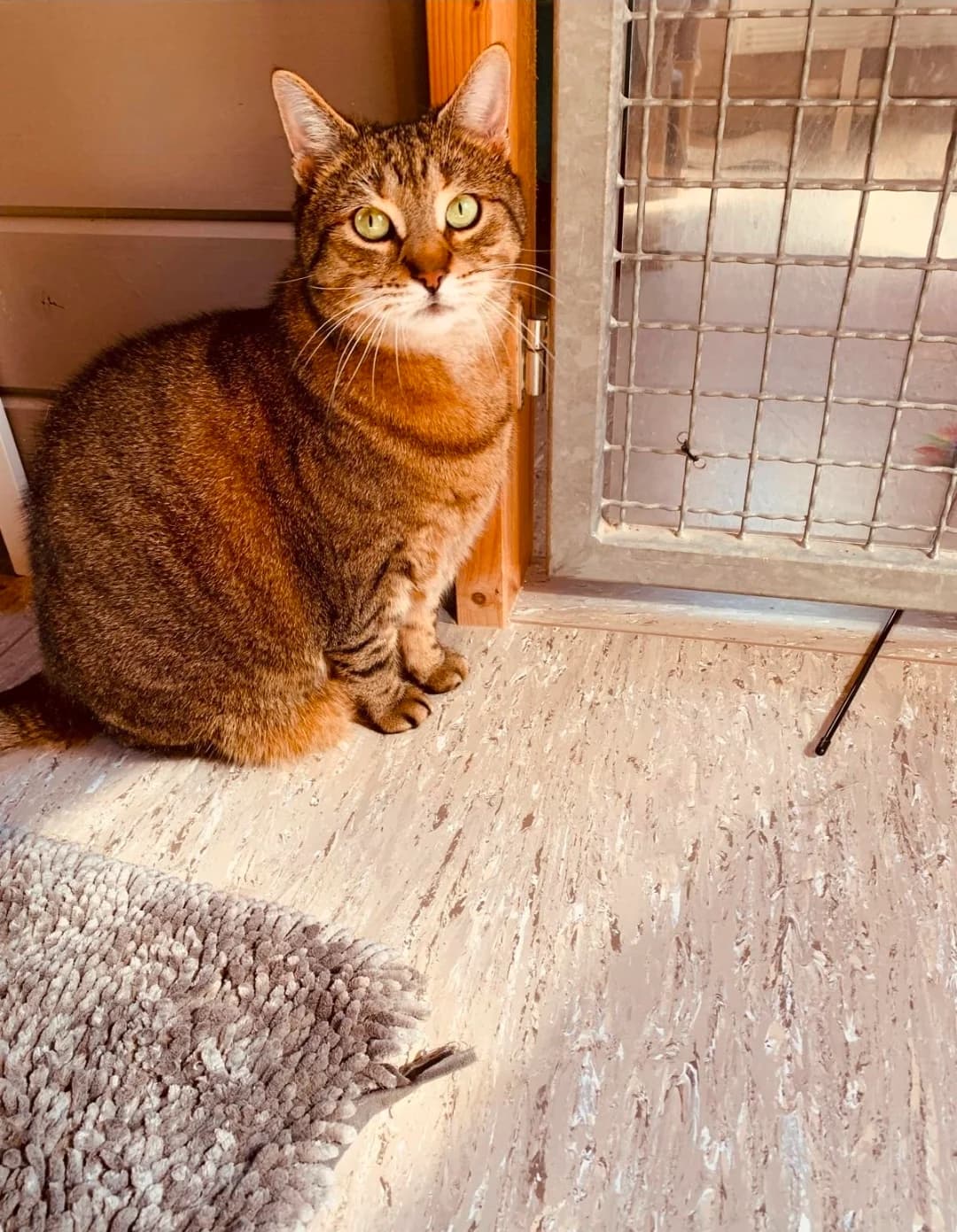Madam Mim, Getigert female 6yo European Shorthair for adoption at Tierschutzverein Diez, Diez