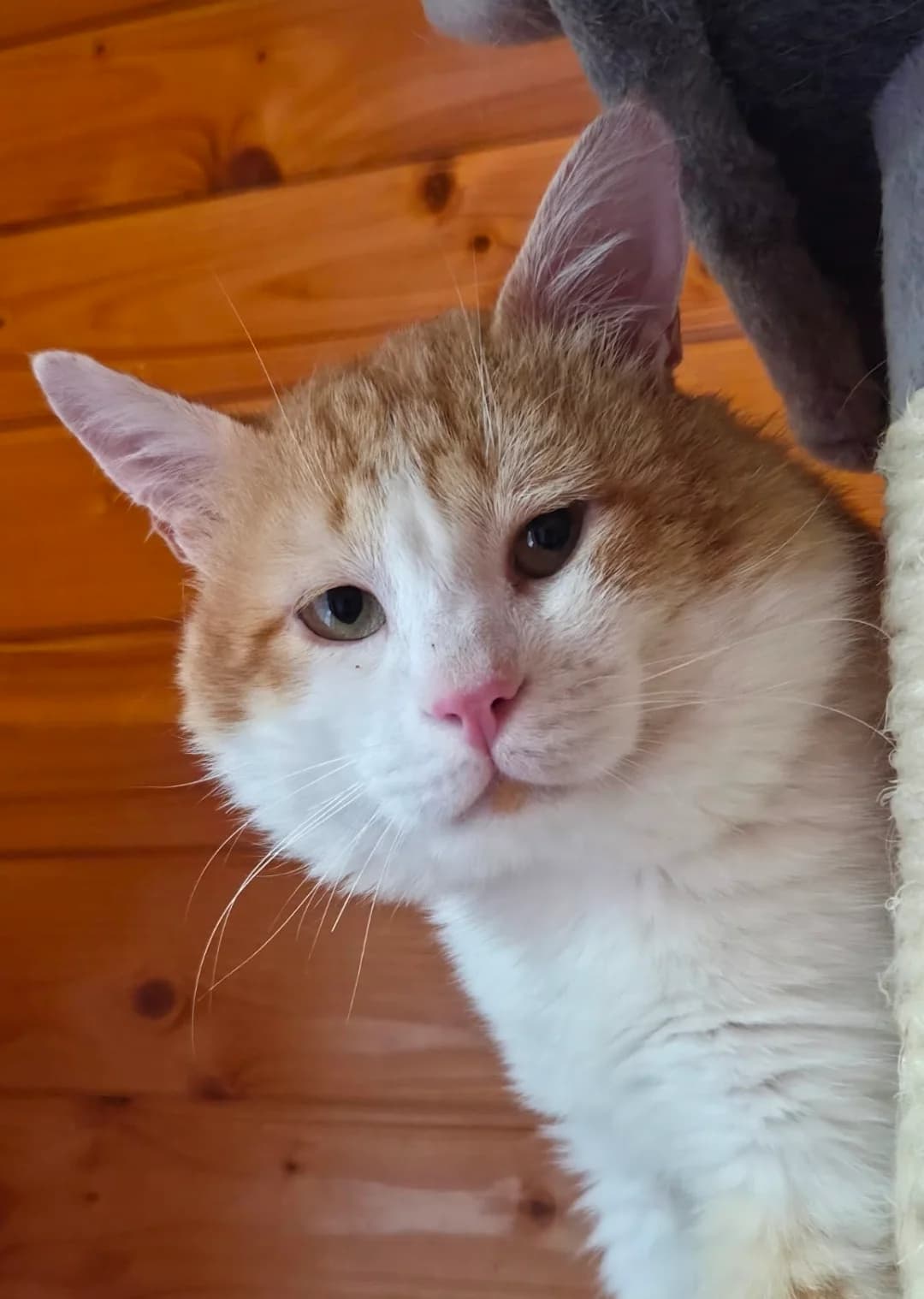 Oskar, Rot-Weiss male 4yo European Shorthair for adoption at Tierschutzverein Diez, Diez