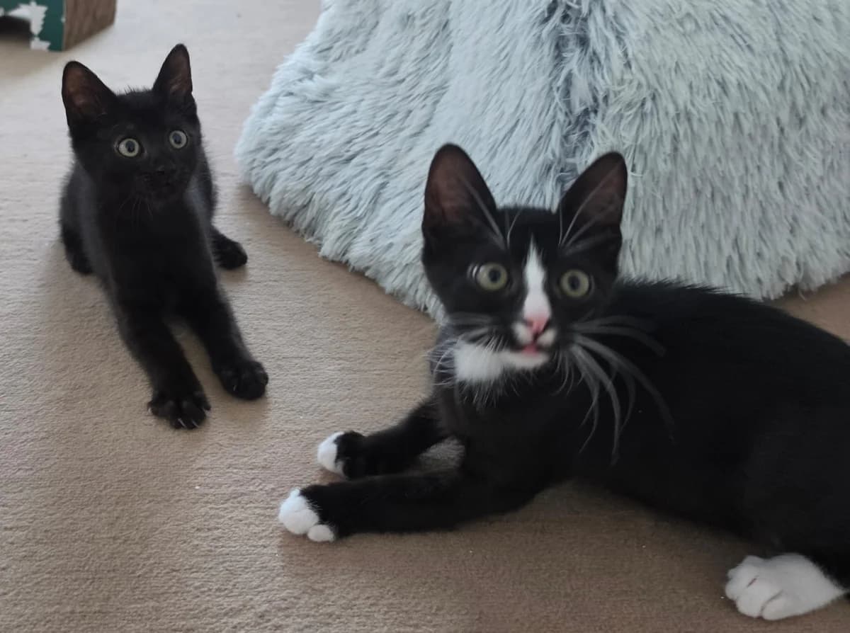 Lilli &, Schwarz-weiss puppy European Shorthair for adoption at Tierschutzverein Diez, Diez