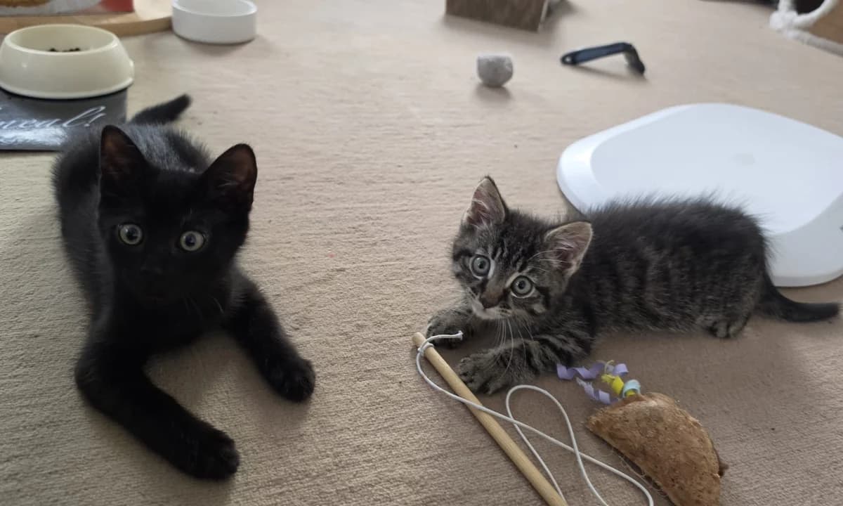 Loki &, Getigert & schwarz puppy European Shorthair for adoption at Tierschutzverein Diez, Diez
