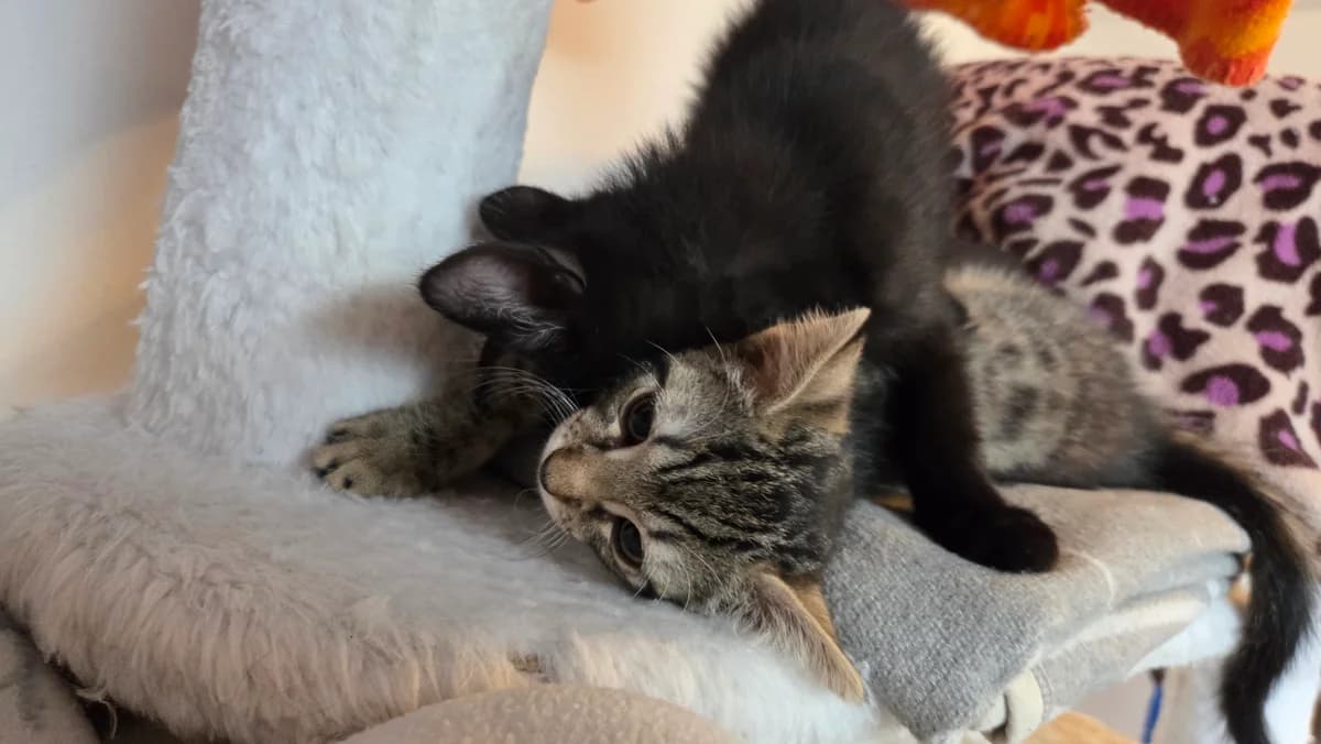 Nacho &, Getigert & schwarz male puppy European Shorthair for adoption at Tierschutzverein Diez, Diez