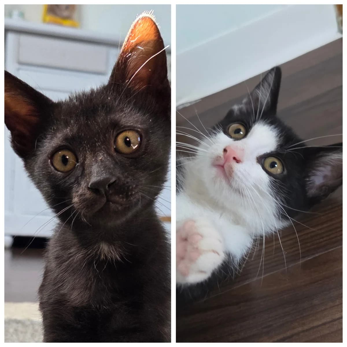Karlo &, Schwarz-weiss & Schwarz male puppy European Shorthair for adoption at Tierschutzverein Diez, Diez