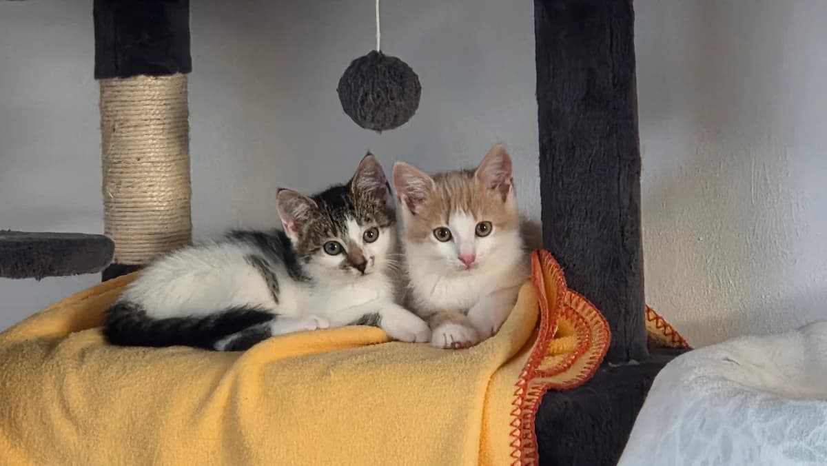 Orii &, Weiss getigert & rot-weiss puppy European Shorthair for adoption at Tierschutzverein Diez, Diez
