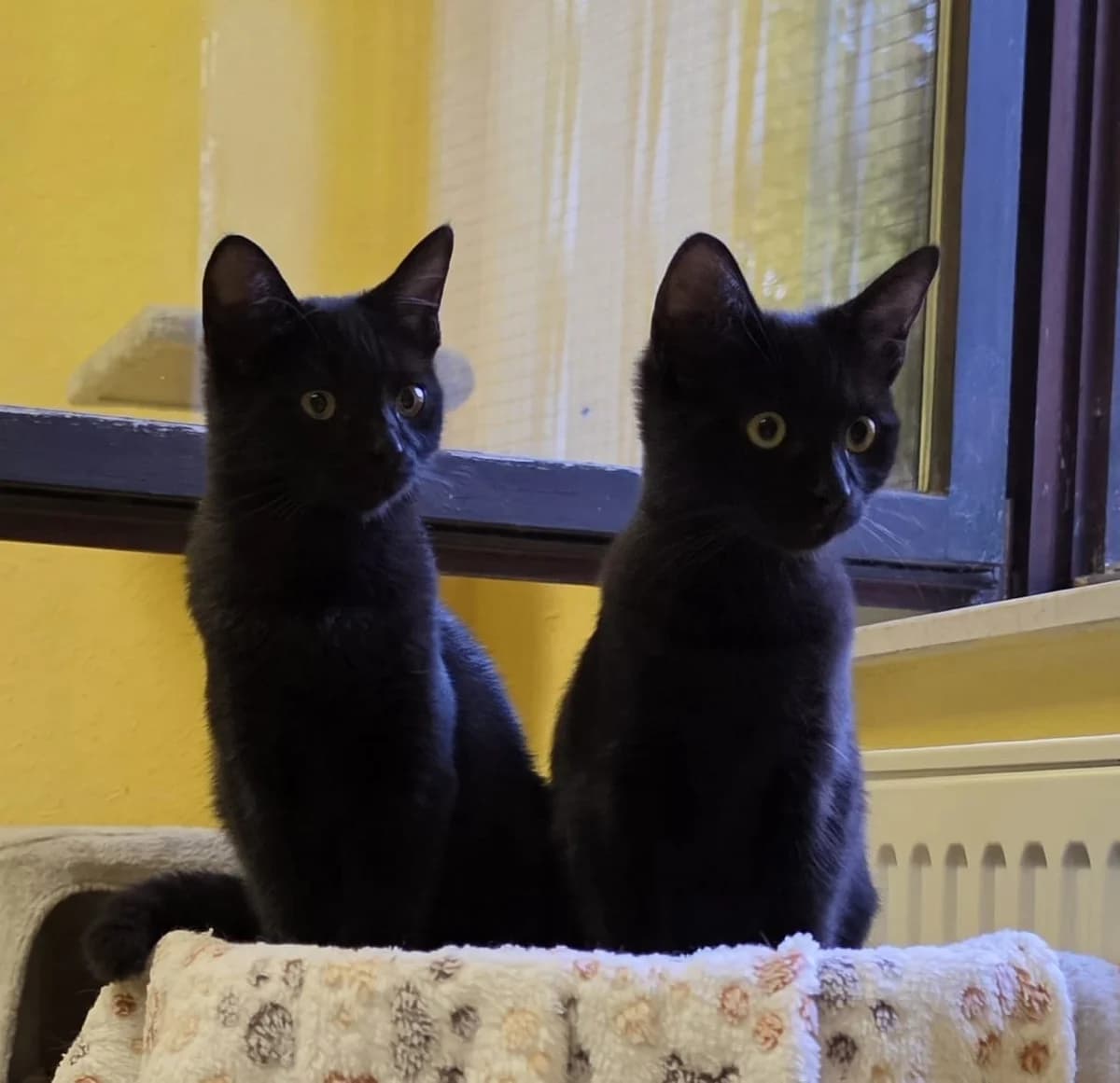 Leon & Luca, Schwarz male puppy European Shorthair for adoption at Tierschutzverein Diez, Diez