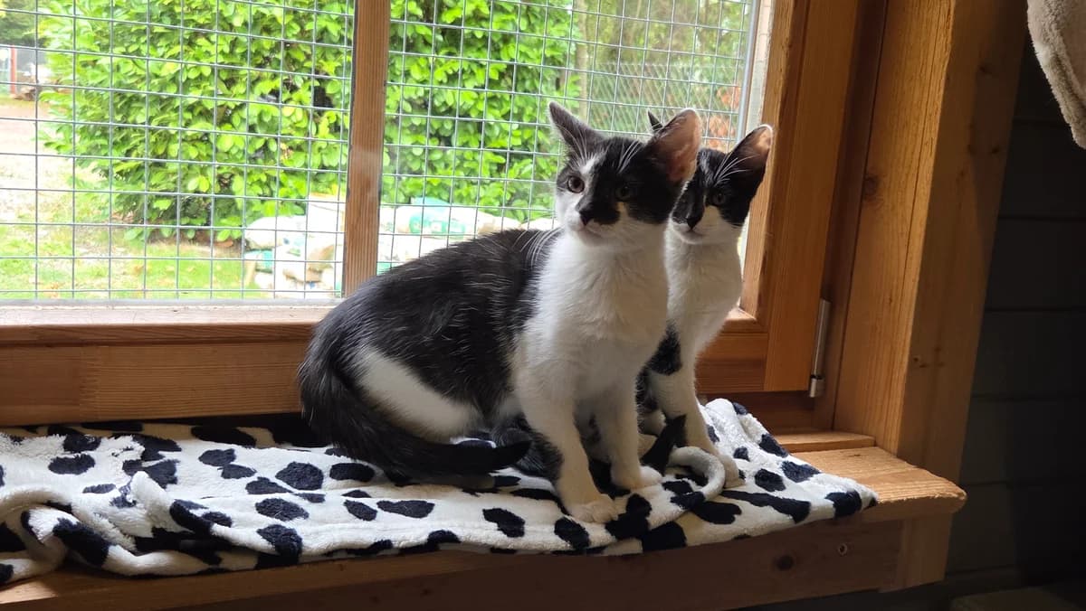 Lio & Lia, Schwarz-weiss puppy European Shorthair for adoption at Tierschutzverein Diez, Diez