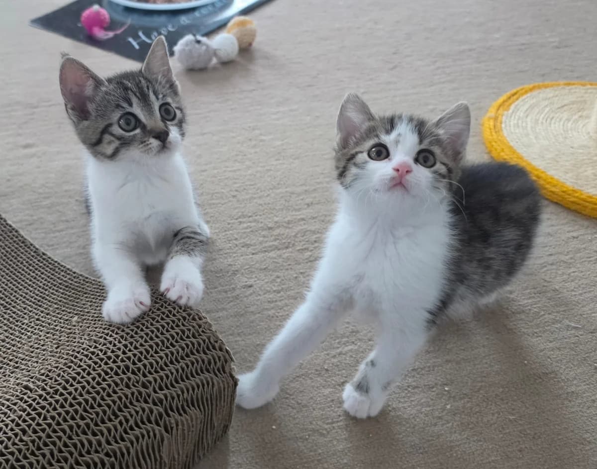 Roxy & Foxy, Weiss-getigert female puppy European Shorthair for adoption at Tierschutzverein Diez, Diez