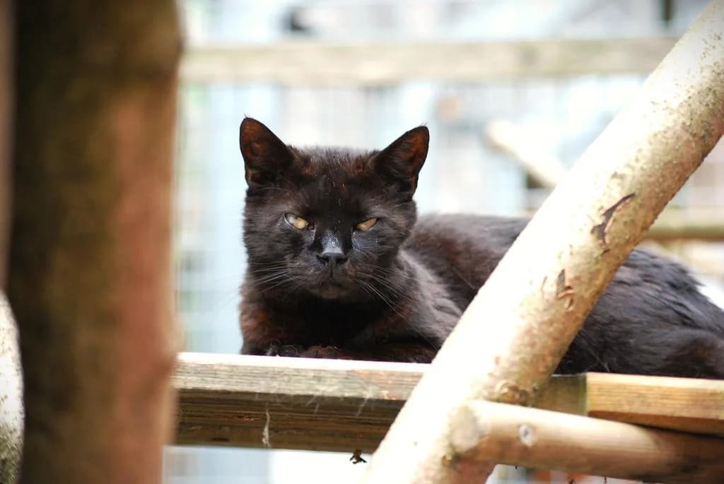 Clemens - EKH, male senior European Shorthair for adoption at Tierschutzverein Dingolfing-Landau e.V. / Tierheim Quellenhof Passbrunn, Dingolfing