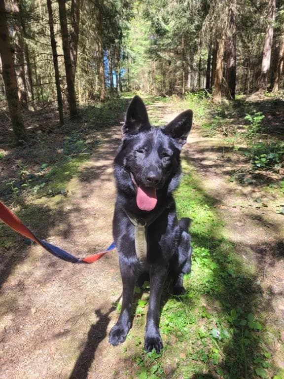 Boomer - Deutscher Schäferhund, male 4yo German Shepherd for adoption at Tierschutzverein Dingolfing-Landau e.V. / Tierheim Quellenhof Passbrunn, Dingolfing