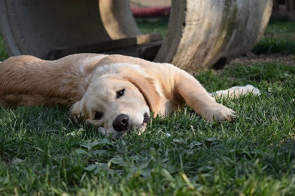 Welpenalarm - Golden Retriever, golden male young Golden Retriever for adoption at Tierschutzverein Dingolfing-Landau e.V. / Tierheim Quellenhof Passbrunn, Dingolfing