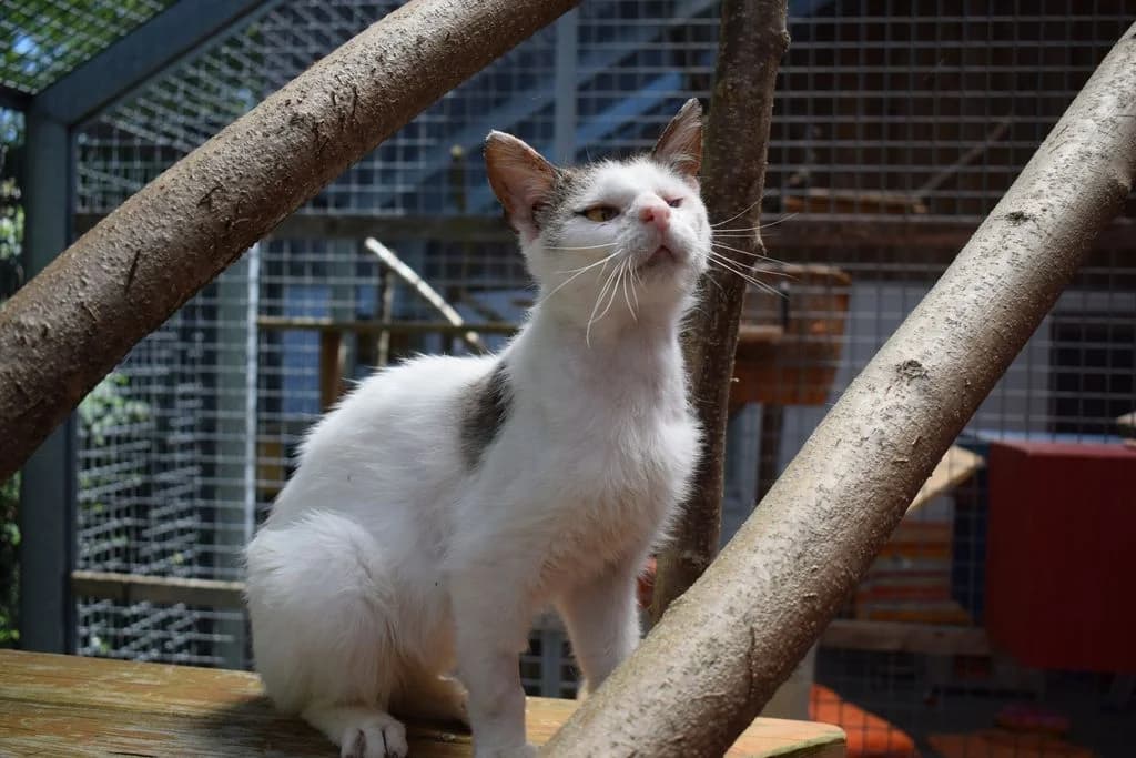 Jaro - EKH, male 5yo European Shorthair for adoption at Tierschutzverein Dingolfing-Landau e.V. / Tierheim Quellenhof Passbrunn, Dingolfing
