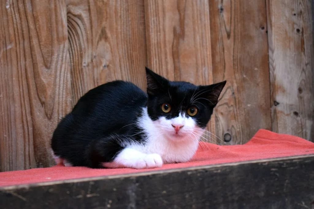 Vivaldi - EKH, male puppy European Shorthair for adoption at Tierschutzverein Dingolfing-Landau e.V. / Tierheim Quellenhof Passbrunn, Dingolfing