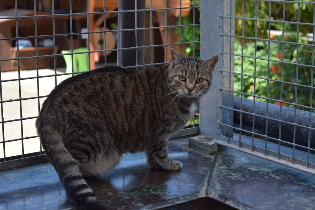 Susanne - EKH, female 6yo European Shorthair for adoption at Tierschutzverein Dingolfing-Landau e.V. / Tierheim Quellenhof Passbrunn, Dingolfing
