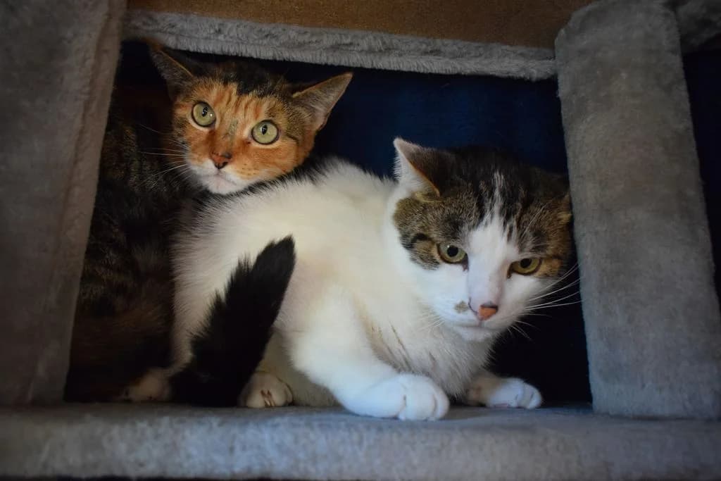Lilly und Charly - EKH, female 7yo European Shorthair for adoption at Tierschutzverein Dingolfing-Landau e.V. / Tierheim Quellenhof Passbrunn, Dingolfing
