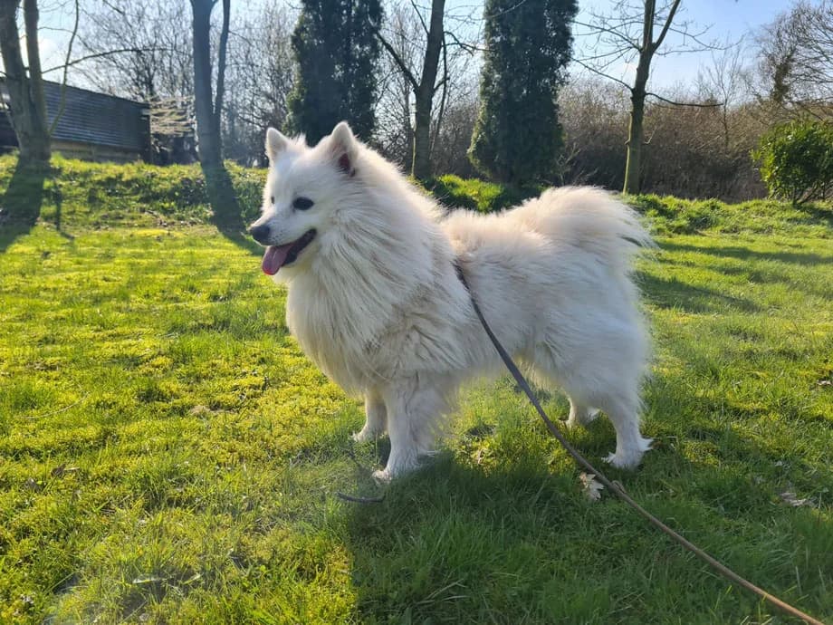 Maya, female senior Mixed Breed for adoption at Tierschutzverein Dithmarschen