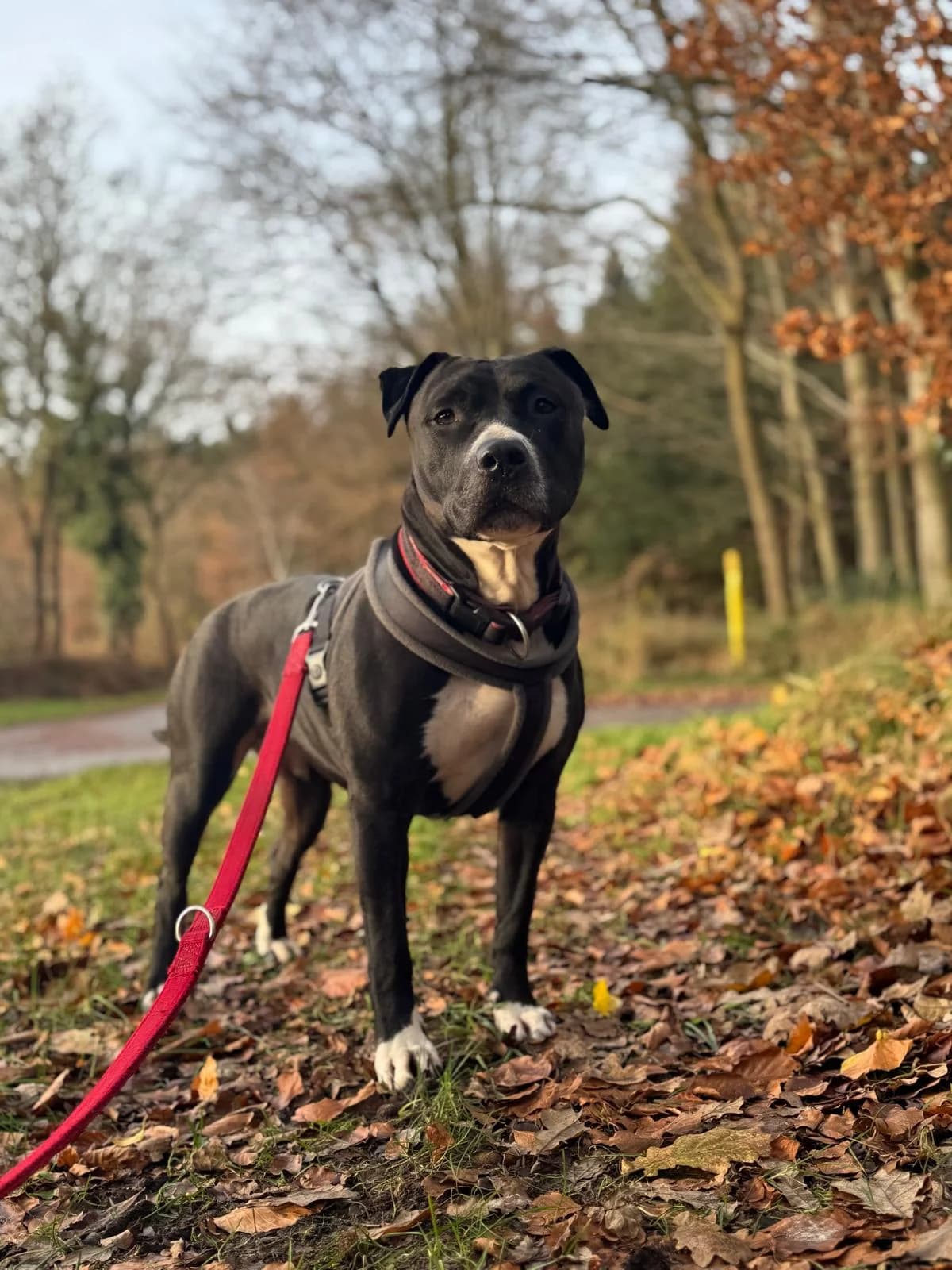 Migo, senior Mixed Breed for adoption at Tierschutzverein Dithmarschen