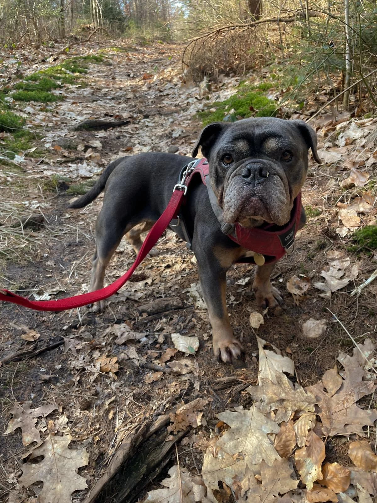 Inge, 6yo Mixed Breed for adoption at Tierschutzverein Dithmarschen