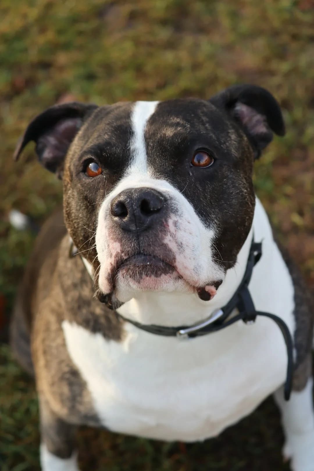 Skyla, male senior Mixed Breed for adoption at Tierschutzverein Dithmarschen