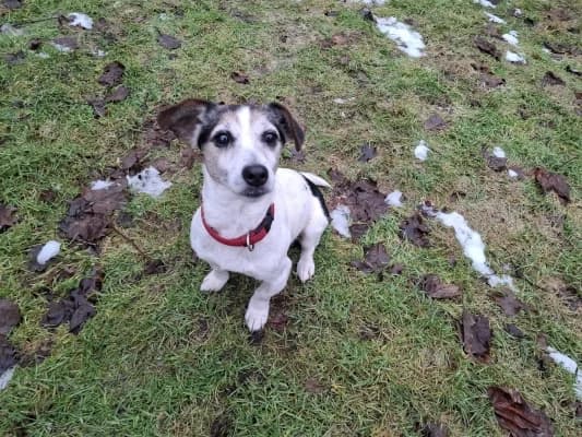 Omi Irmgard, female Mixed Breed for adoption at Tierschutzverein Dithmarschen