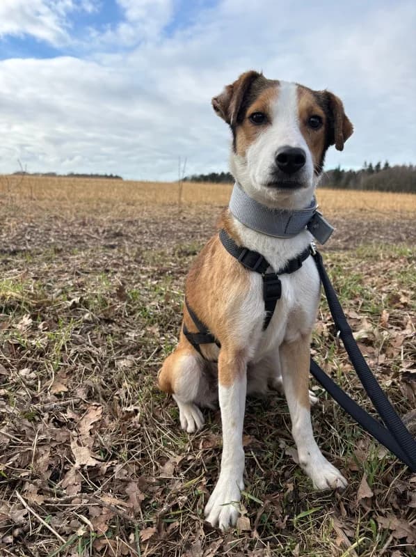 Finn, male Mixed Breed for adoption at Tierschutzverein Dithmarschen