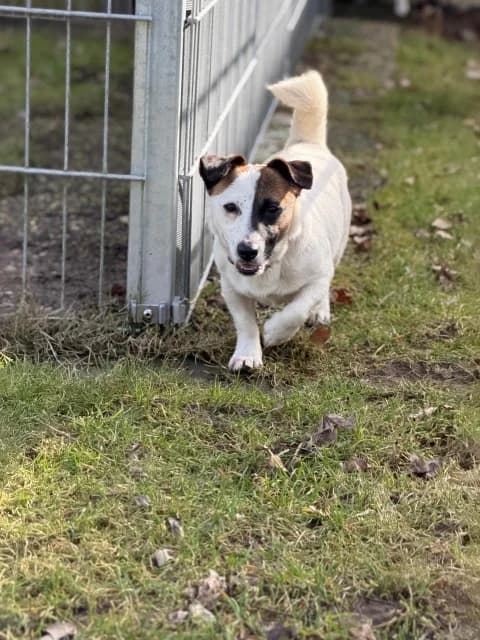 Amy, young Mixed Breed for adoption at Tierschutzverein Dithmarschen